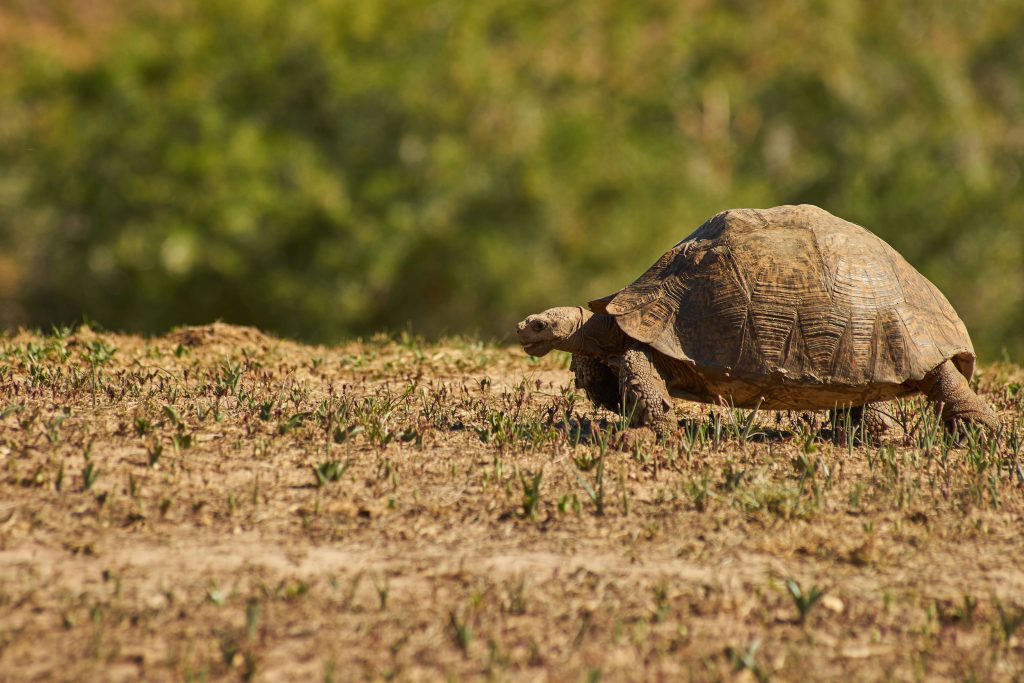 tortoise in nature